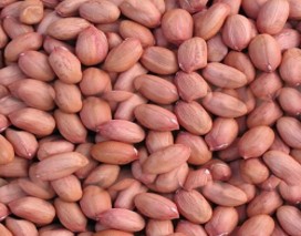 Oil Seeds