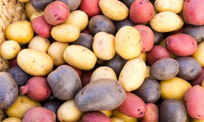 Fresh Fruits and Vegetables